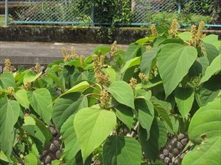 アオツヅラフジ